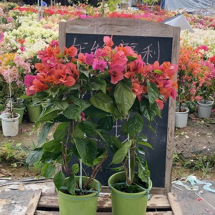 完全开放三角梅米奇