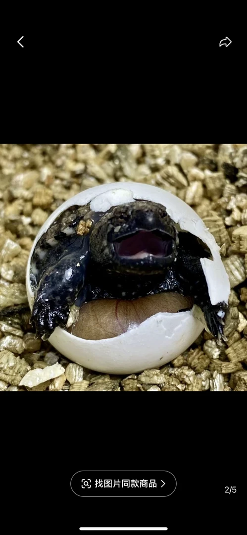 【直播开蛋】纯佛鳄龟爆刺纯正原种霸气幼苗活体宠物观赏龟