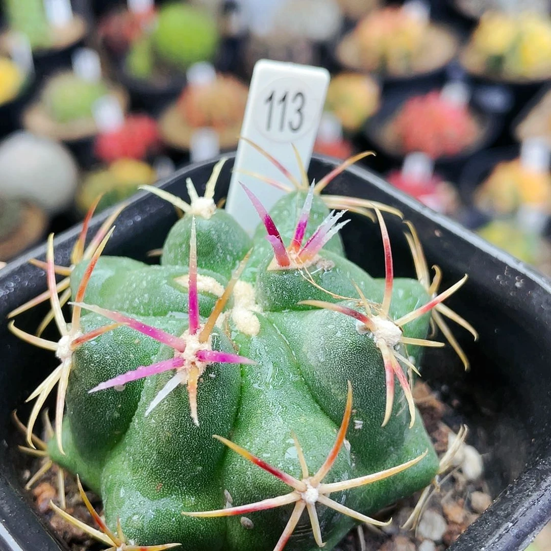 大红鹰非偏远地区满25裸根发货仙人球