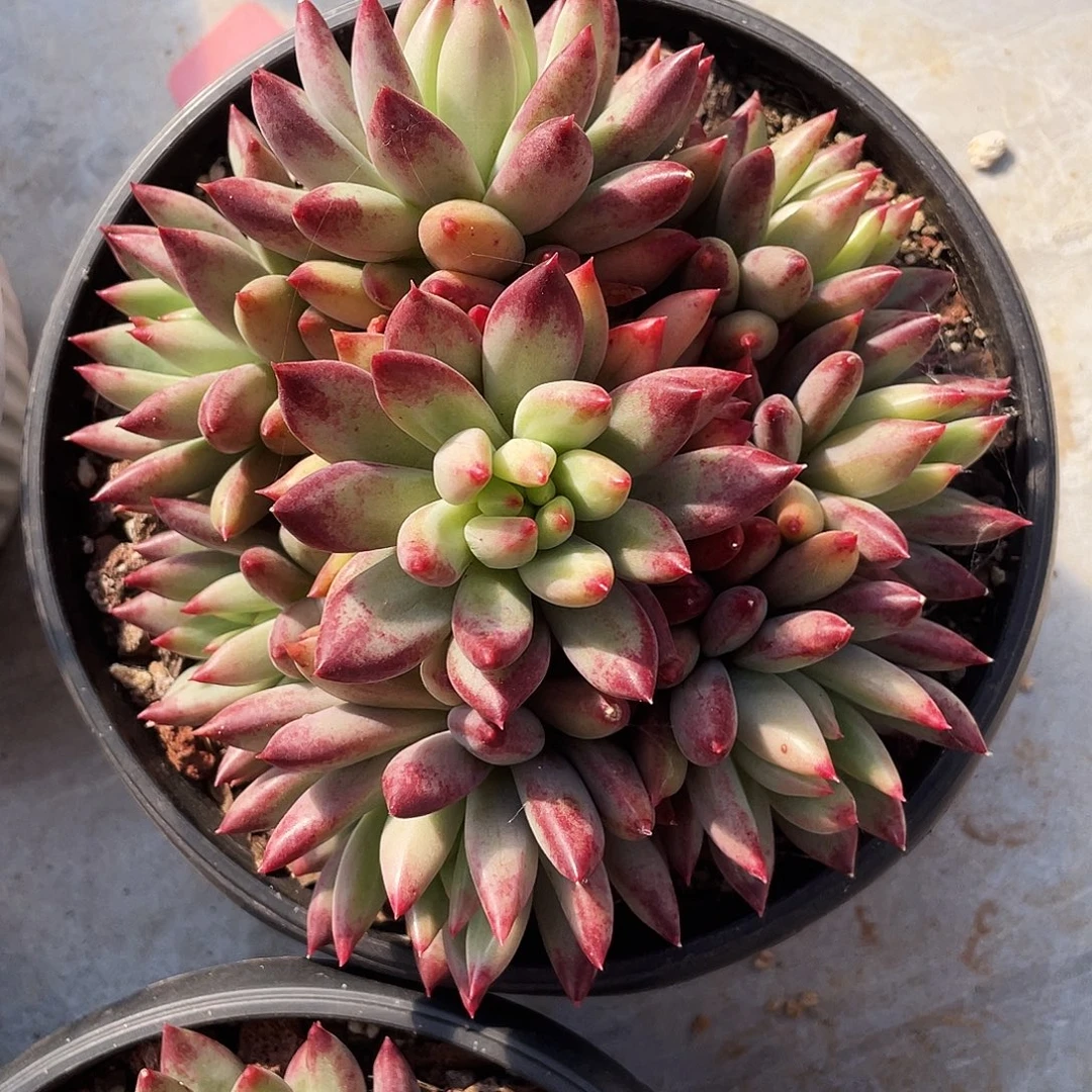 整桩无砍多头手捧二代虞美人一颗