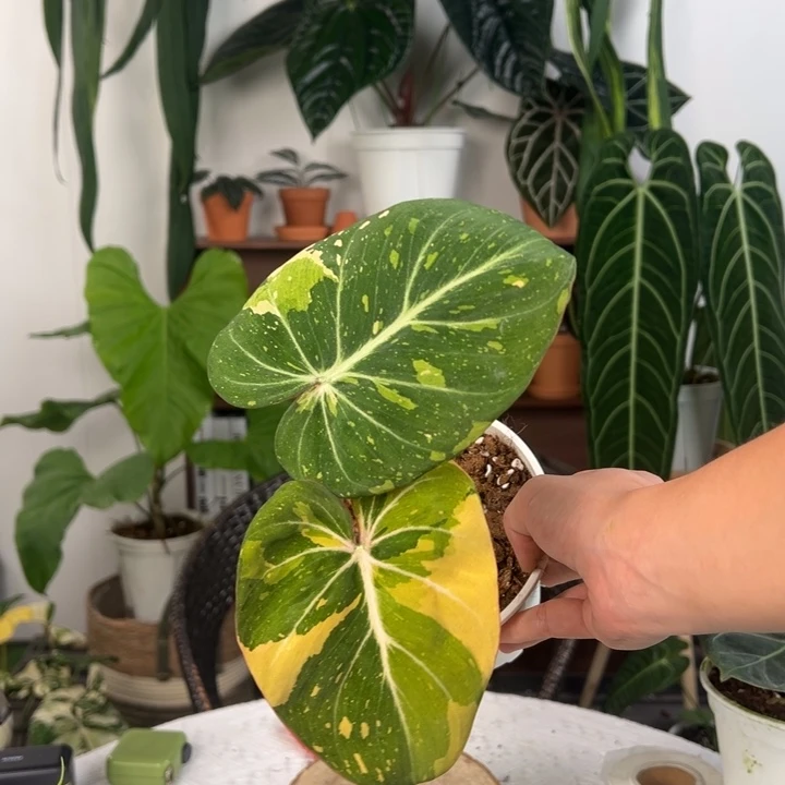 不开花植物进口明脉锦蔓绿绒