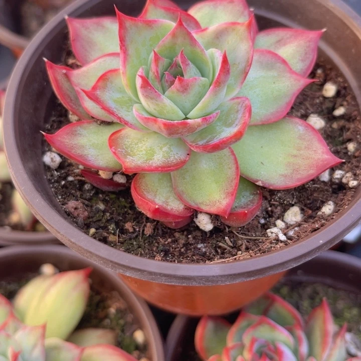 惊鸿仙子多肉植物15