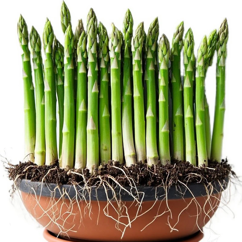 盆栽芦笋室内外绿植蔬菜苗多年生根