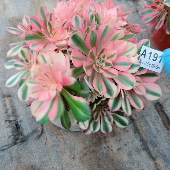 191女巫多肉植物的