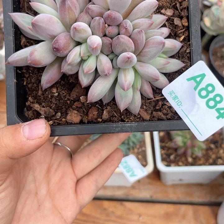 小***妮哈哈哈哈哈哈哈哈884