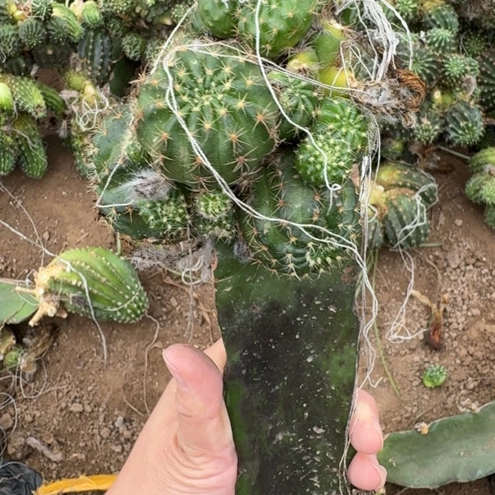 313嫁接丽花修根发货斑
