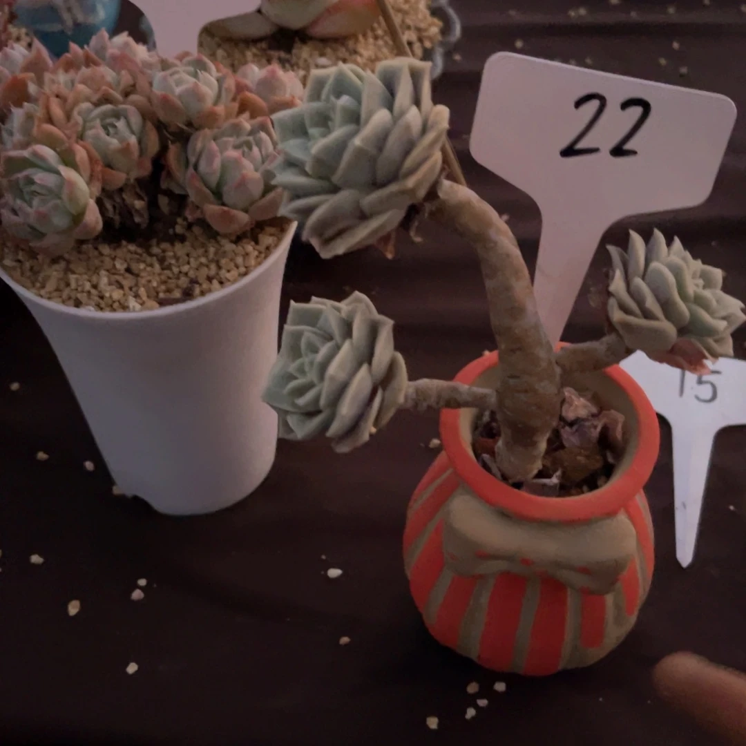 卿*宝0022可爱玫瑰多肉（白