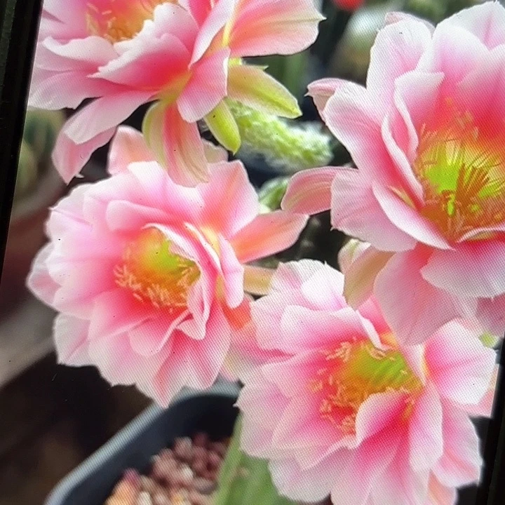 0711丽花20包邮侧牙仙人球