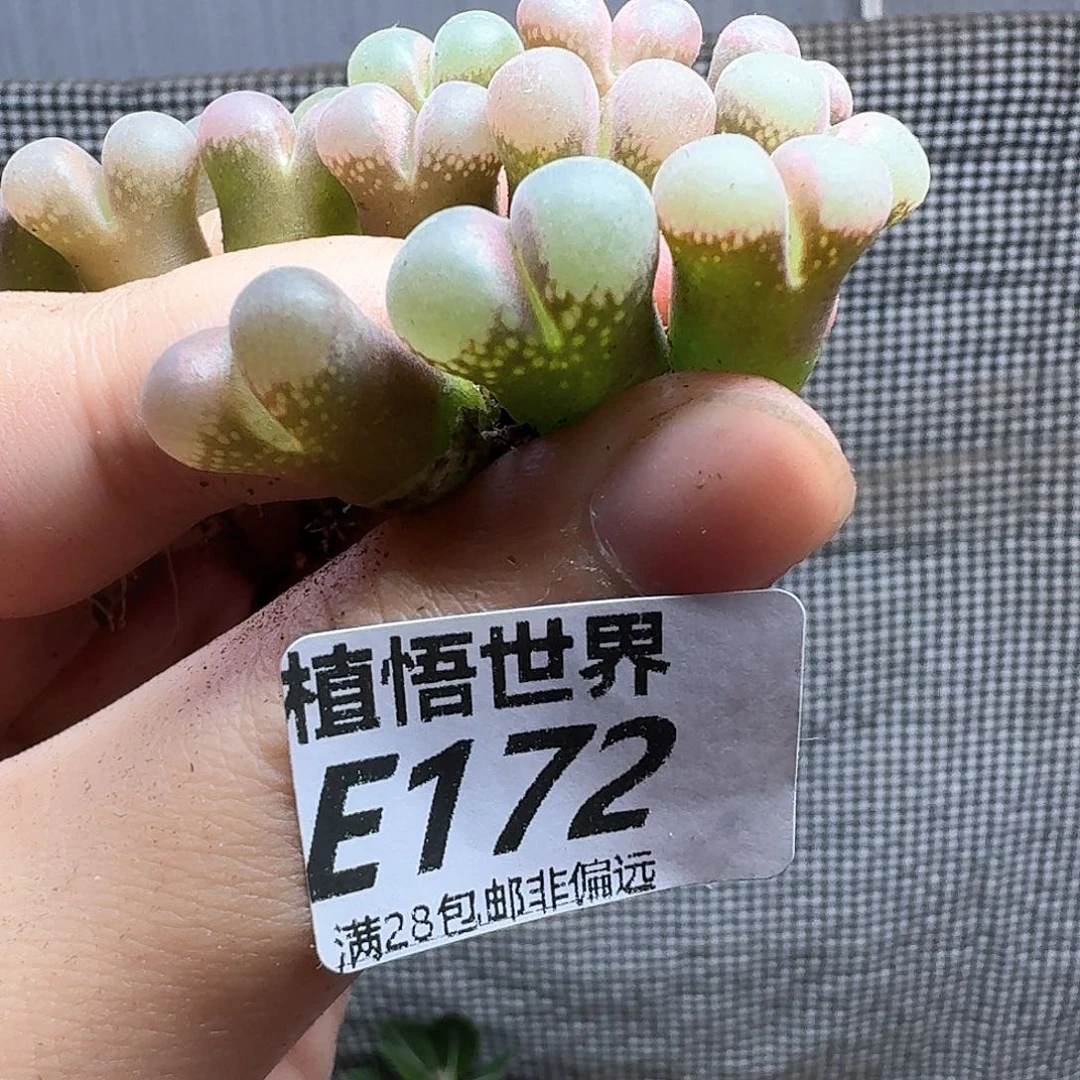 一颗一组量拍肉植物多肉植物