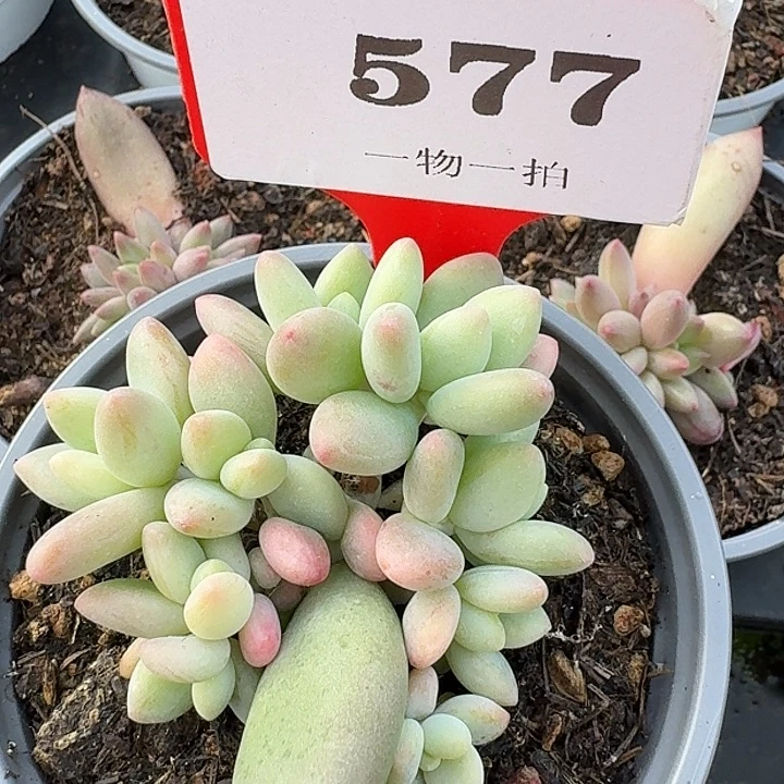 白兰地577多肉植物