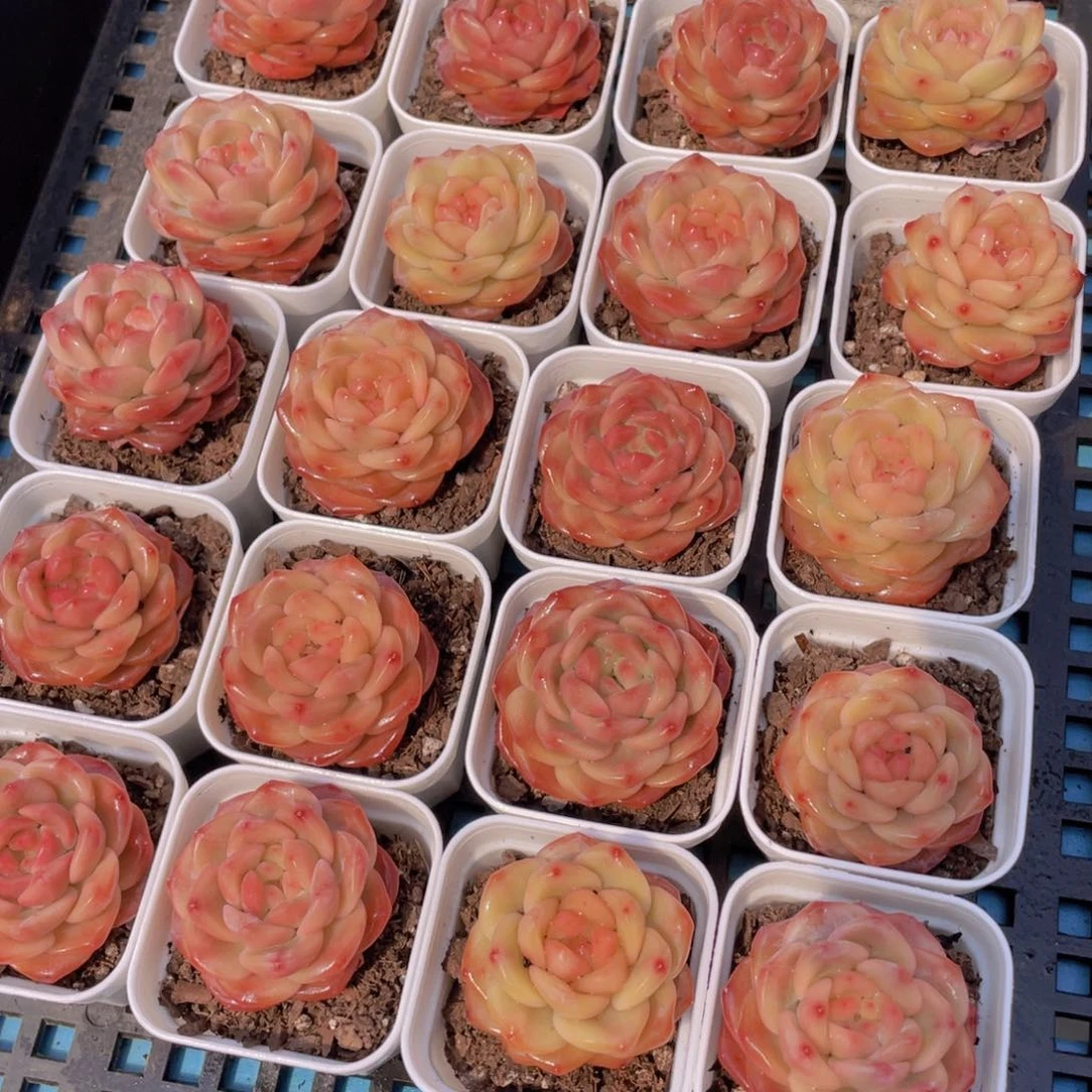 量拍43号 珍妮琥珀单头一个