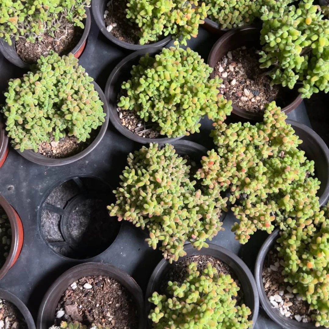 蜜橘90杯老桩福利