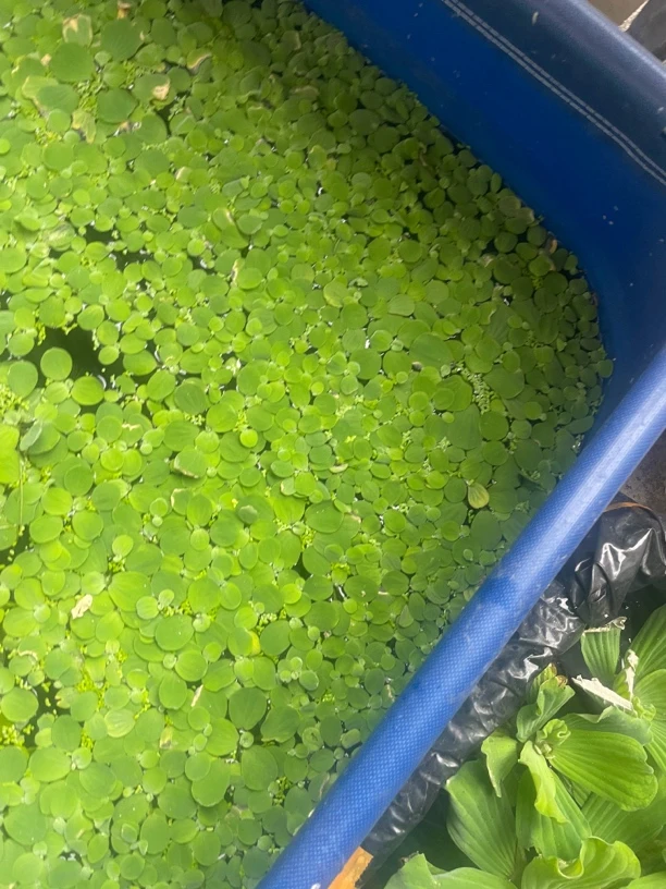 养鱼必备，水草，净化水质，有水就能活