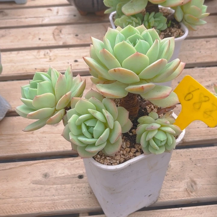 z***i恋曲多肉植物6 8 2