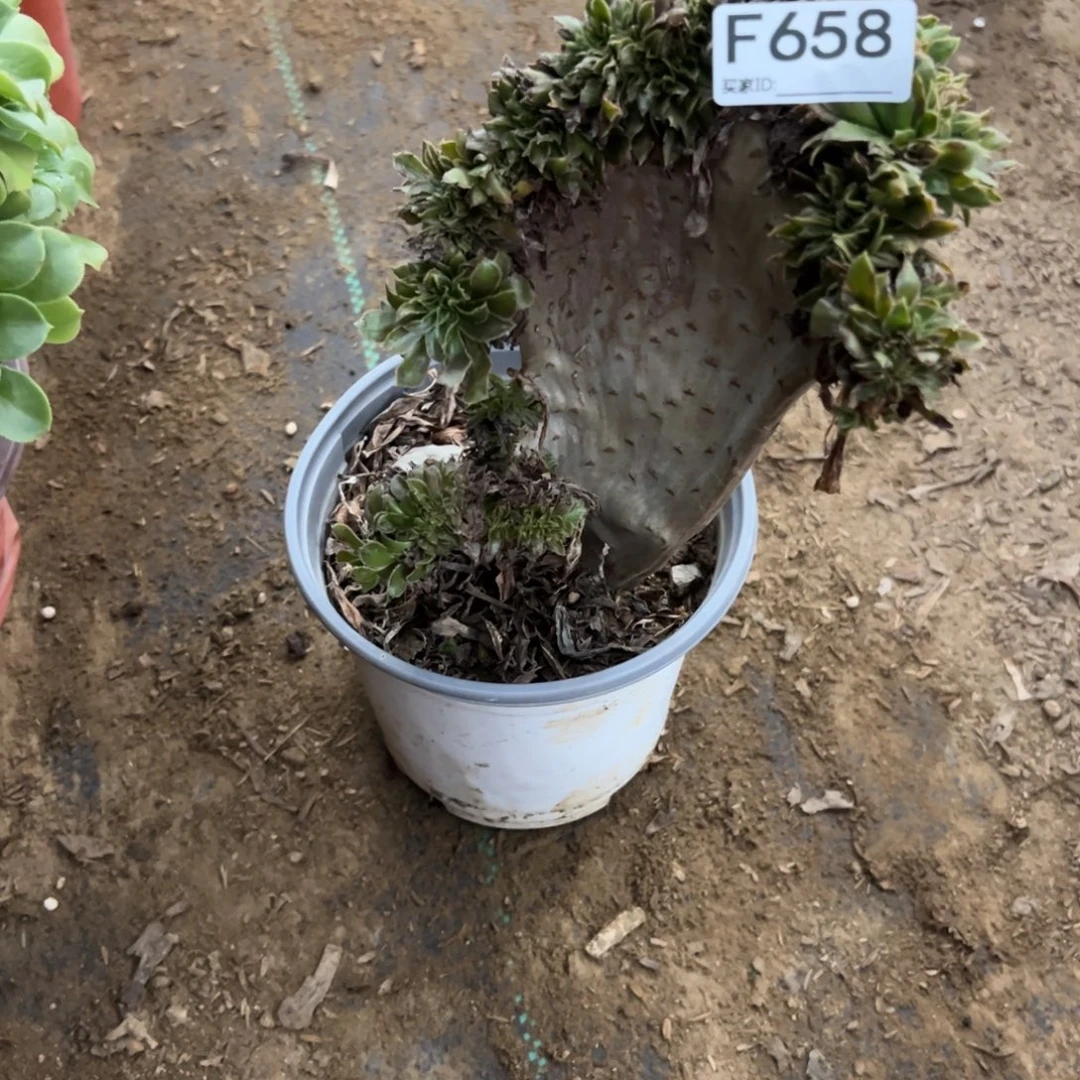 658绿法师缀化多肉植物法师