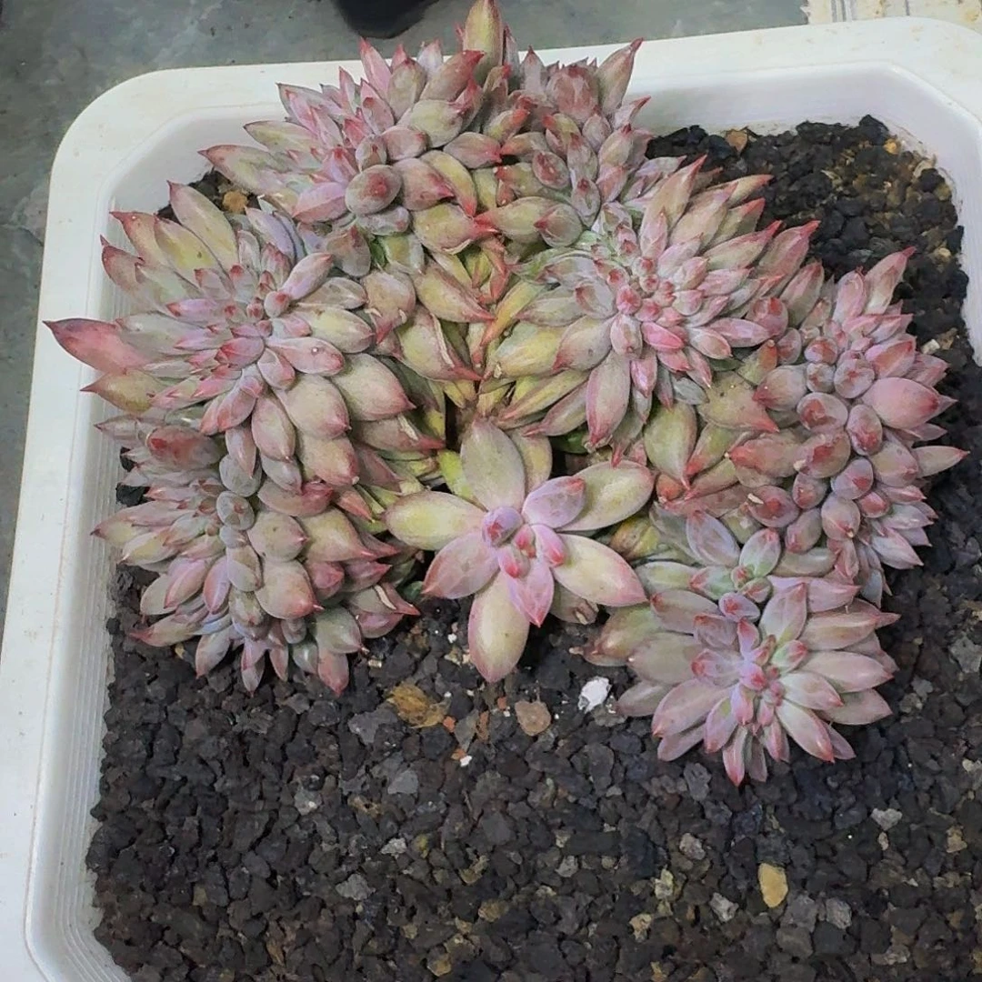 虞美人 树缀 一物一拍