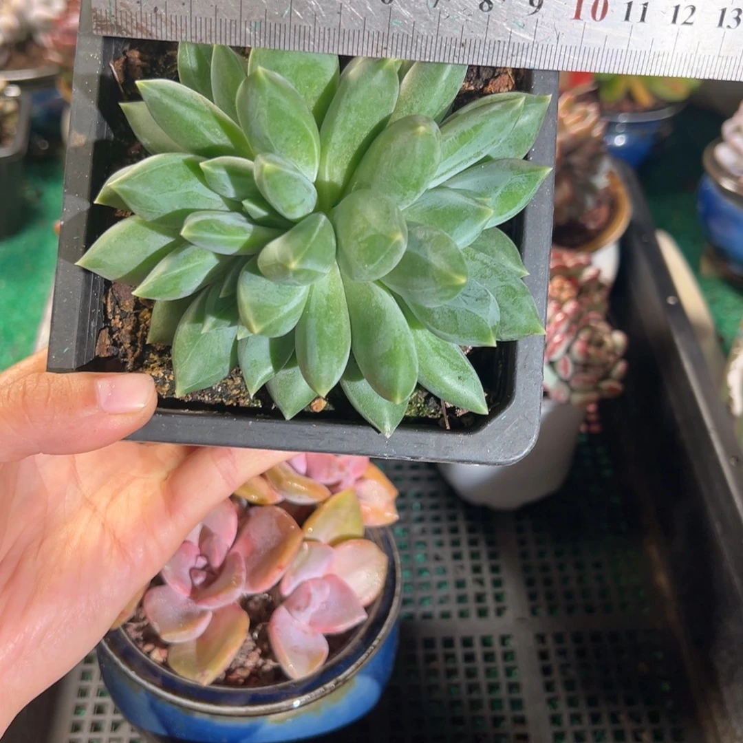 表妹精品多肉植物323.