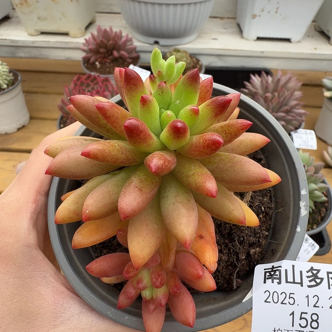 红辣椒11111223-158