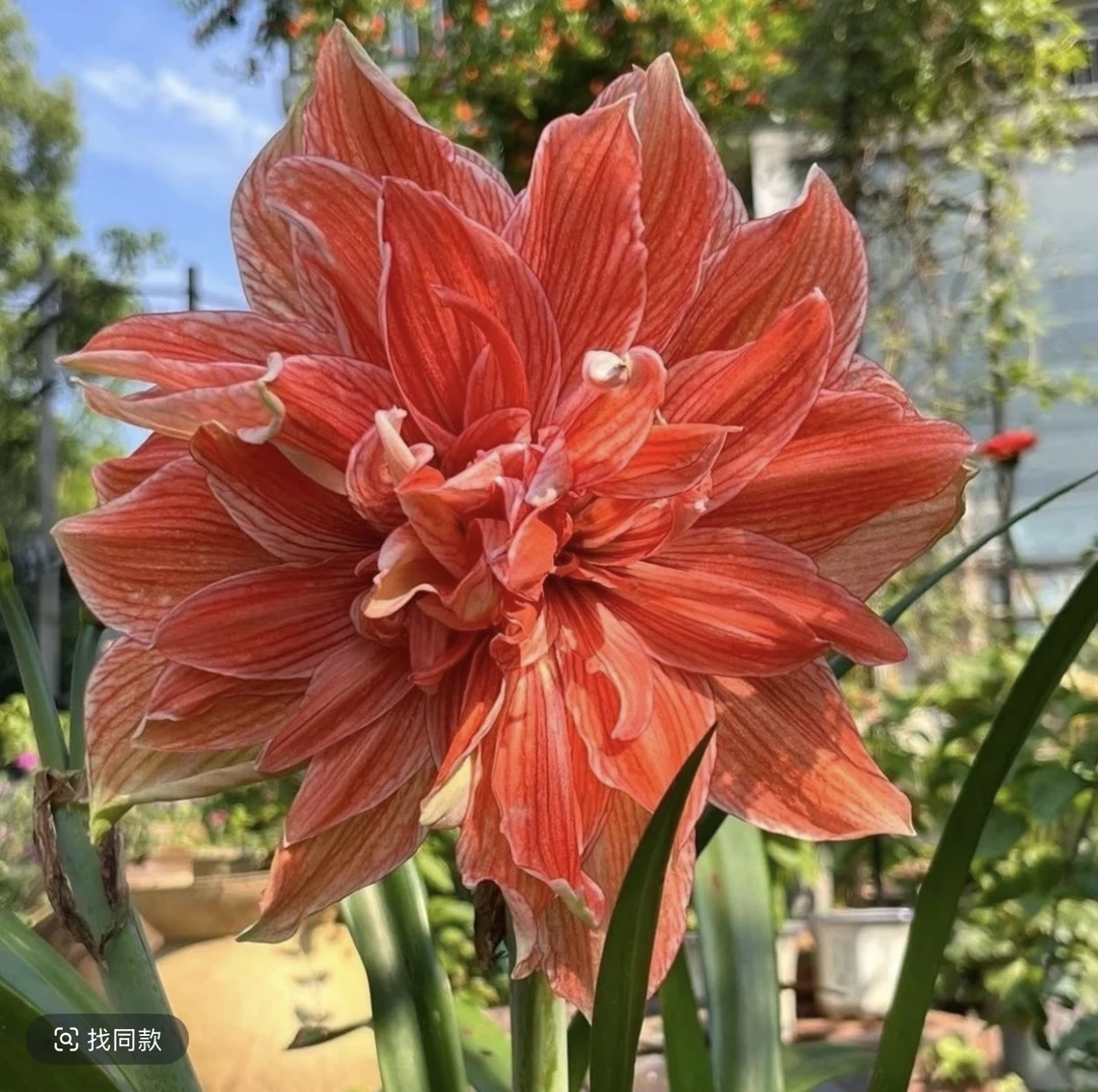 尼罗河女儿）朱顶红种球5-6厘米