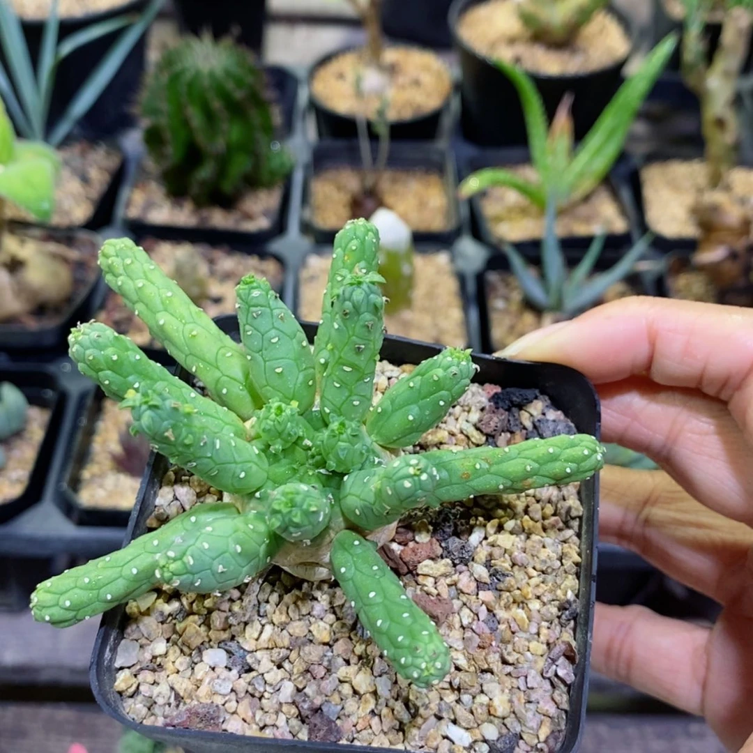 【闪购商品】九头龙大戟