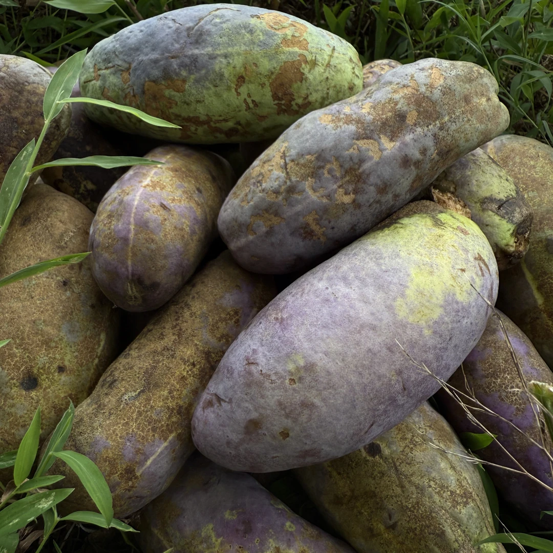 新鲜八月瓜现摘香甜软糯应季特产营养丰富