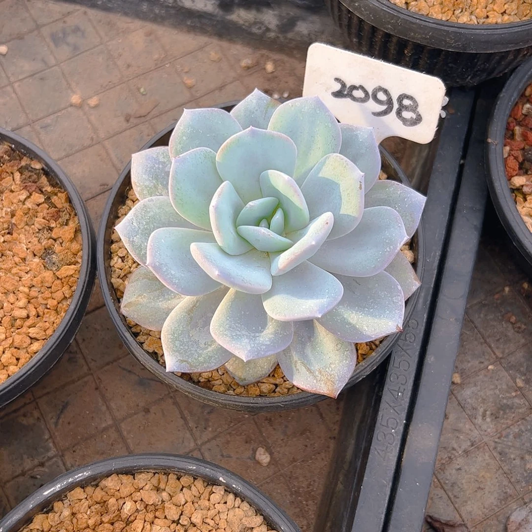 无***忧奶茶2098号一物一拍