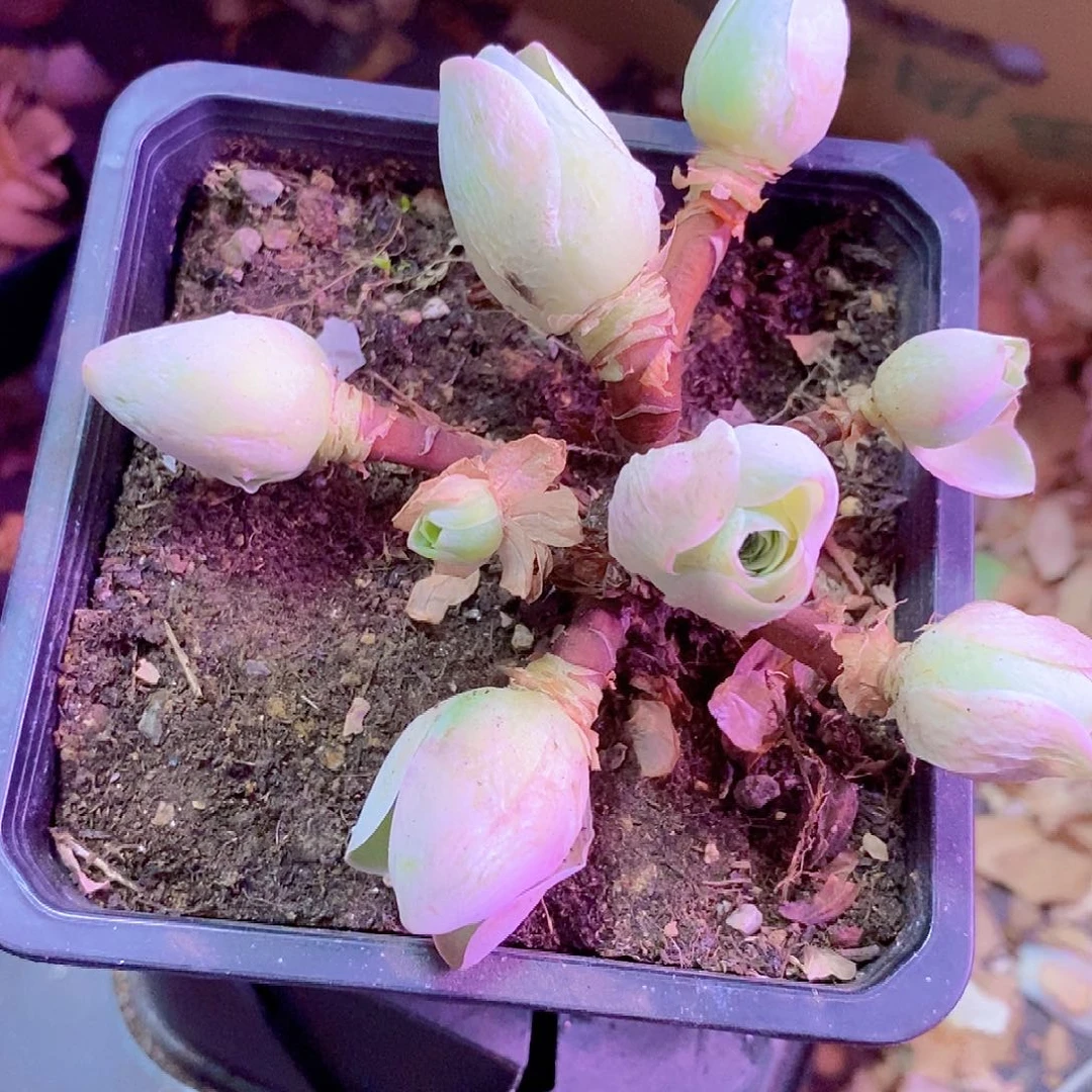 玲***珑山地玫瑰一物一拍284琉璃