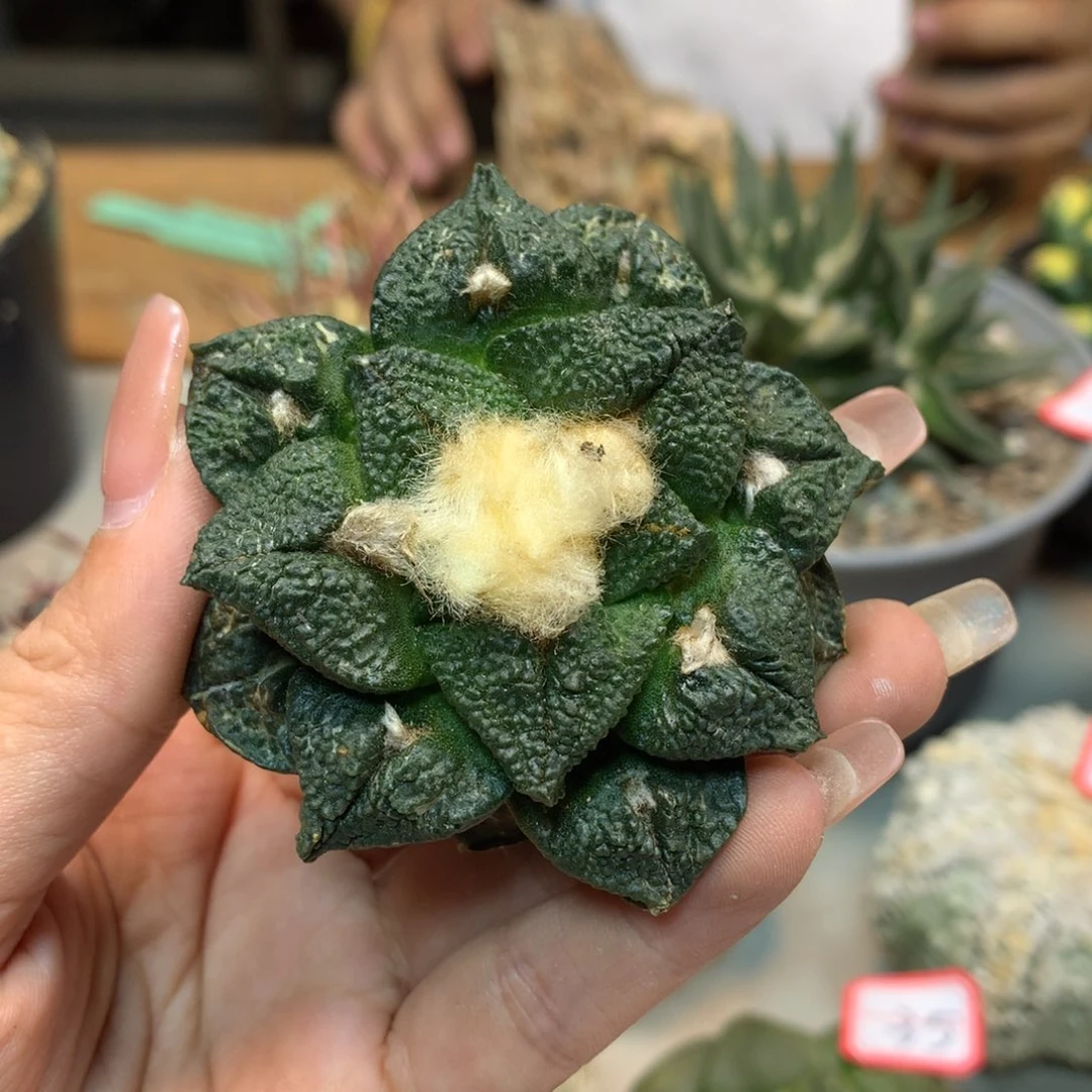 48号 黑乌龟整体6.3公分 无根