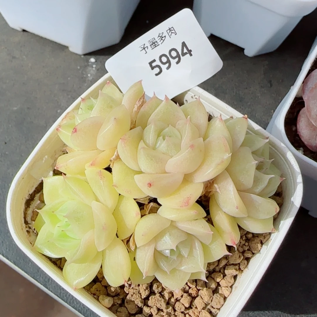 麦秆群，5994带盆发不包整