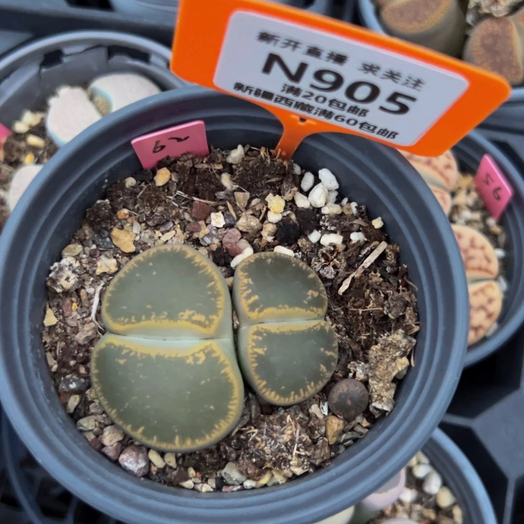 涅***生905 一物一拍，默认有伤，介意勿拍，不退不换