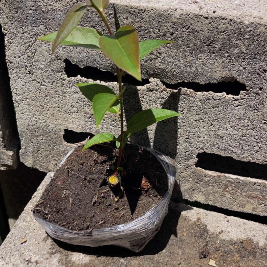 【闪购商品】无花朵小*蔡