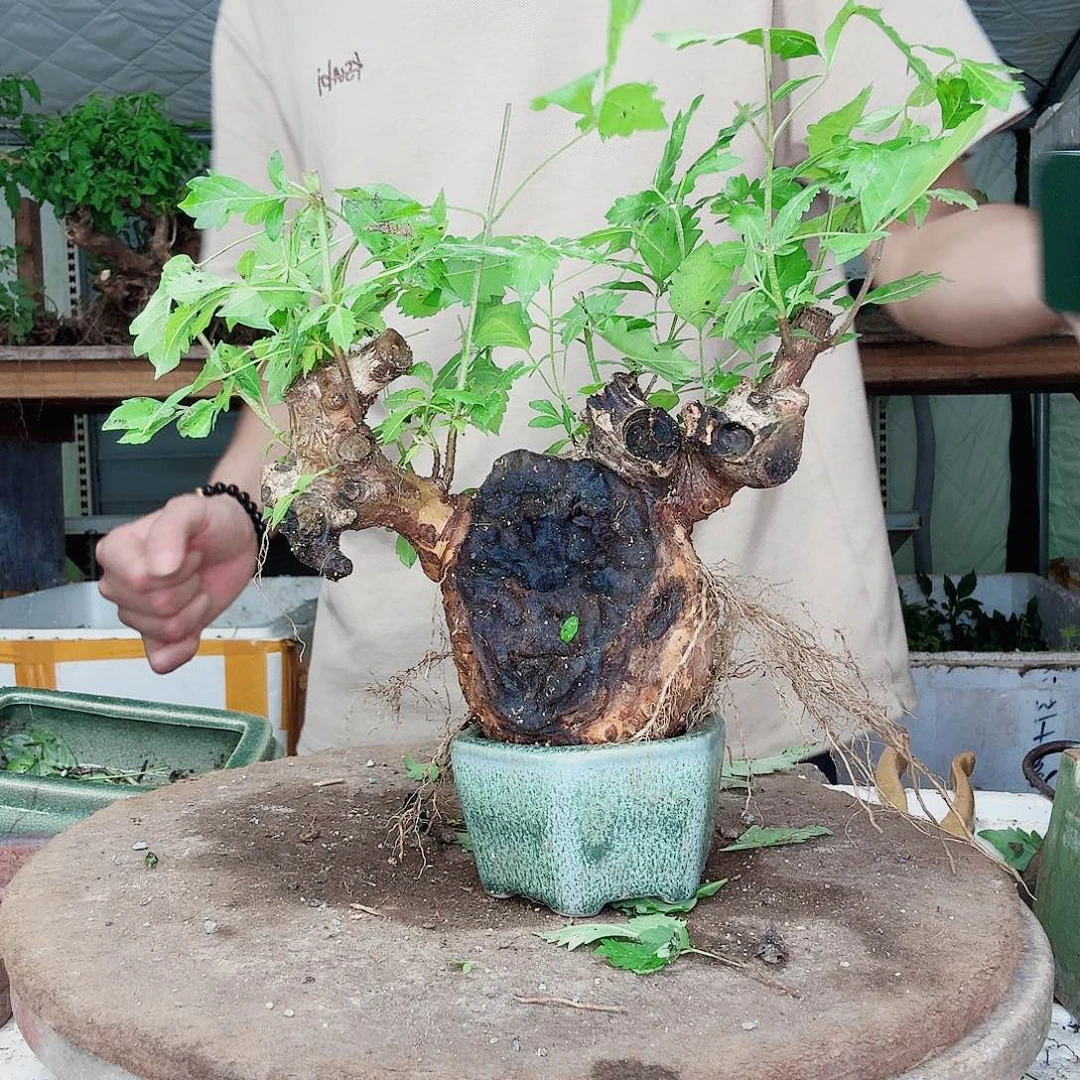 无花朵黄荊盆景到手一颗