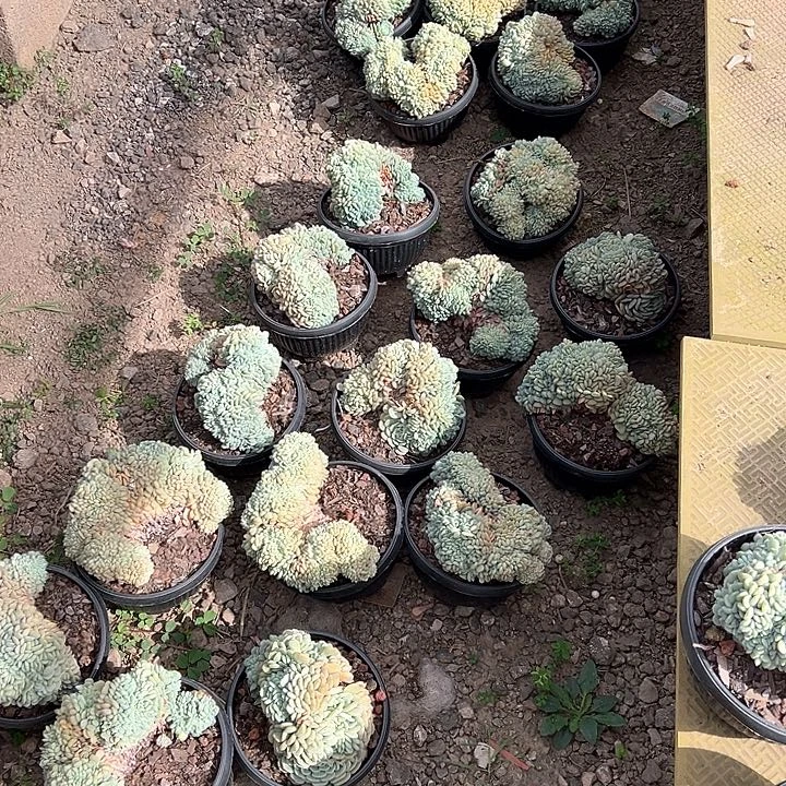 白胖子醉一个脱土