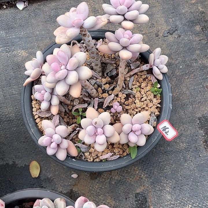 162桃蛋 一物一拍多肉