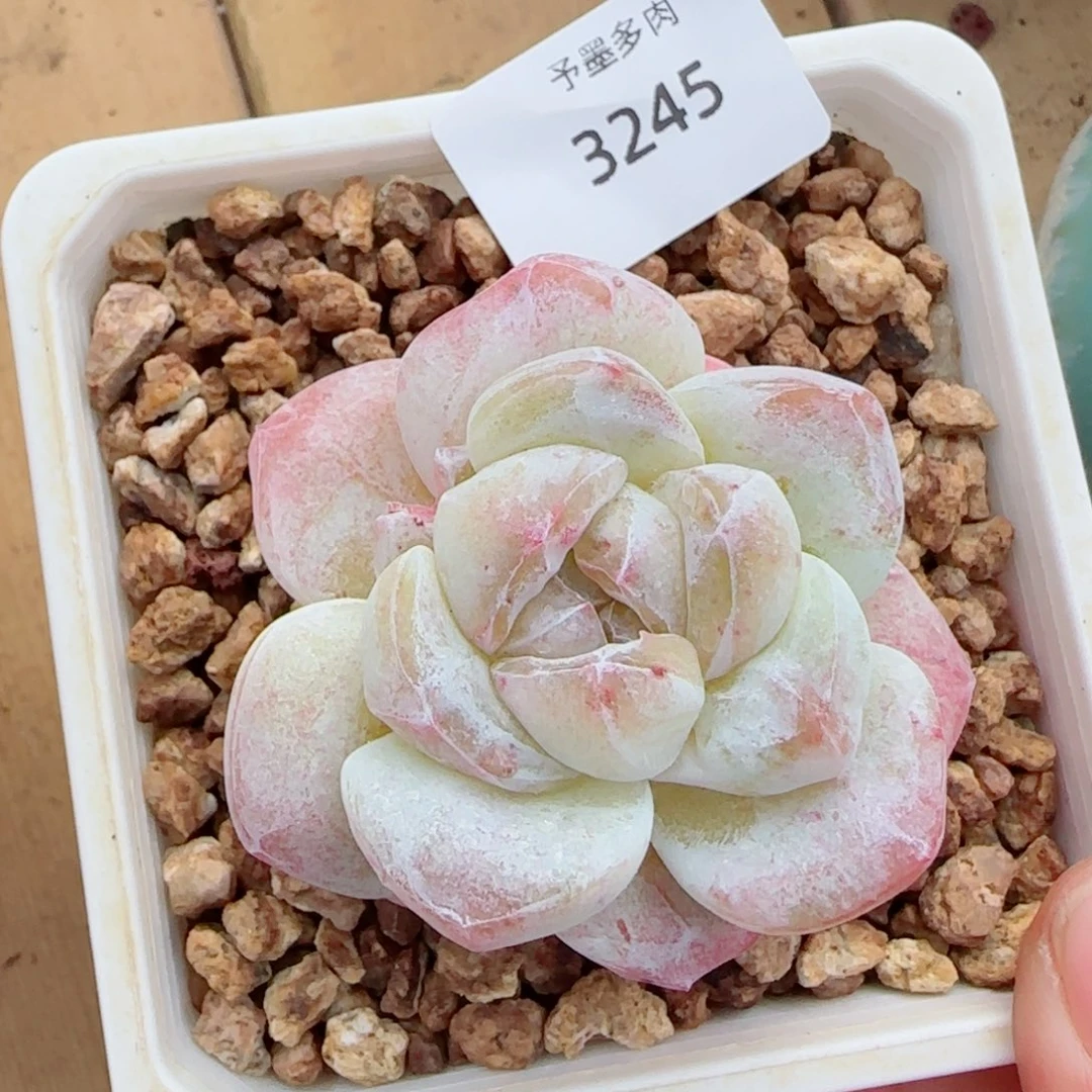 白体冰玉石化，3245多肉植物