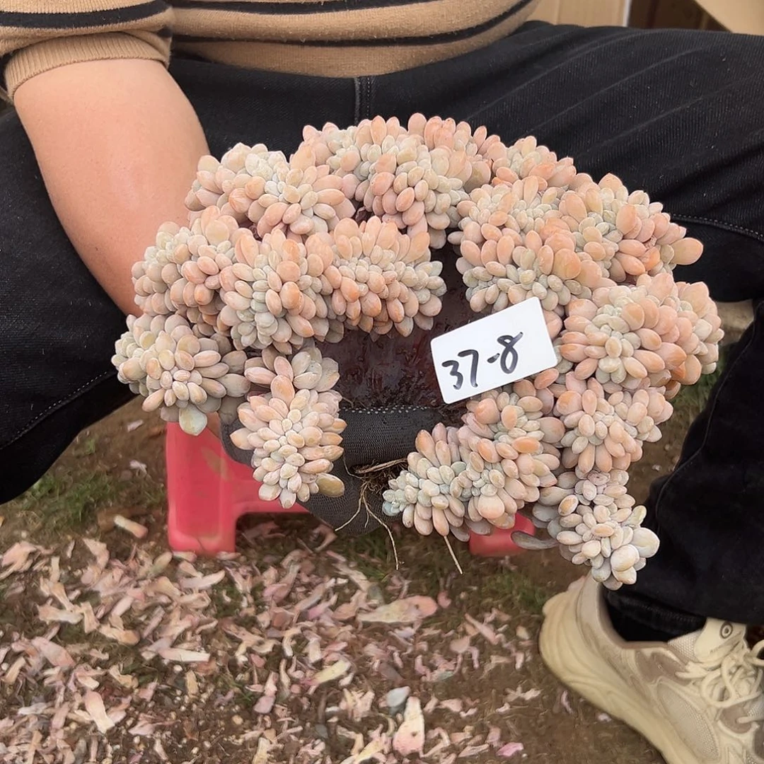 那**天37-8粉兔缀多肉发顺丰