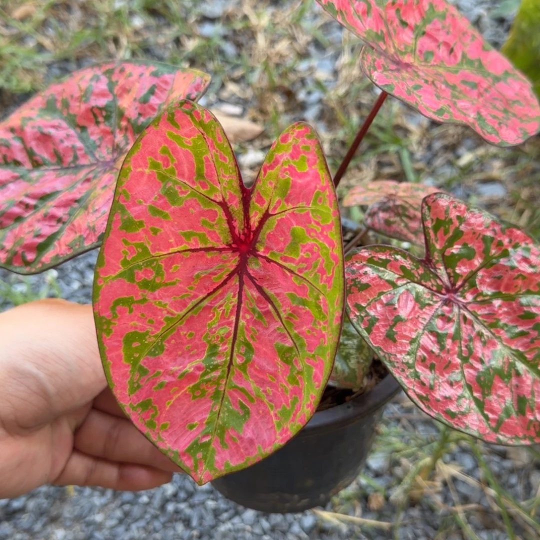 无花朵泰彩母老虎 553