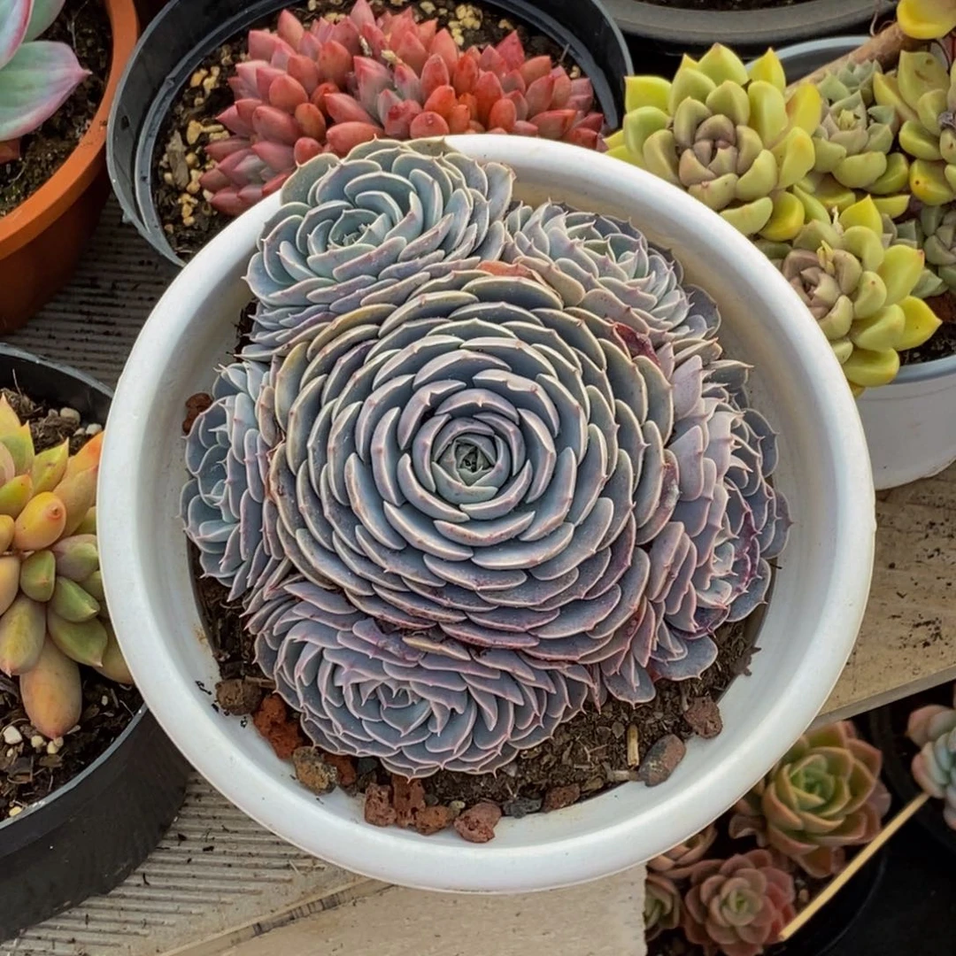 汪*48包邮一物一拍多肉植物