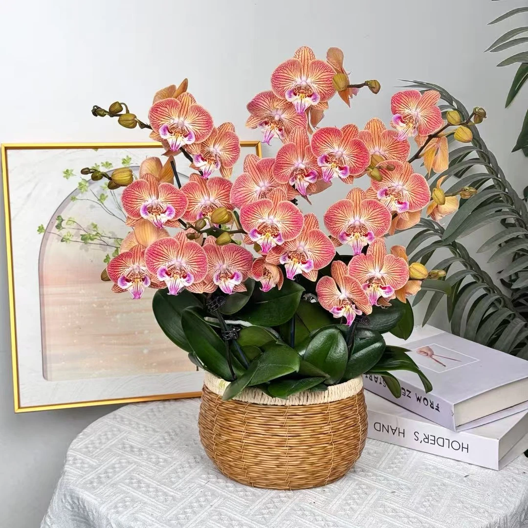 妗画【心想事成】蝴蝶兰鲜花精致组盆 开花株 室内绿植基地直发