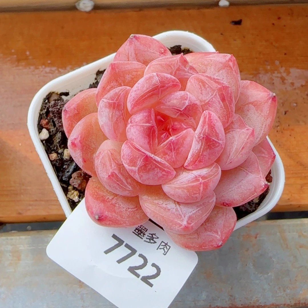 黛玉冰魄，7722多肉植物