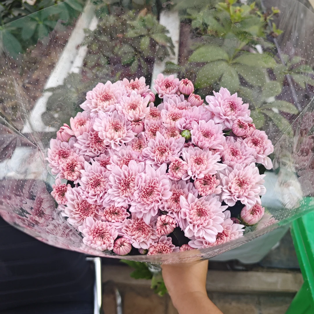 梦幻粉小雏菊    居家办公优选《东北基地发货》