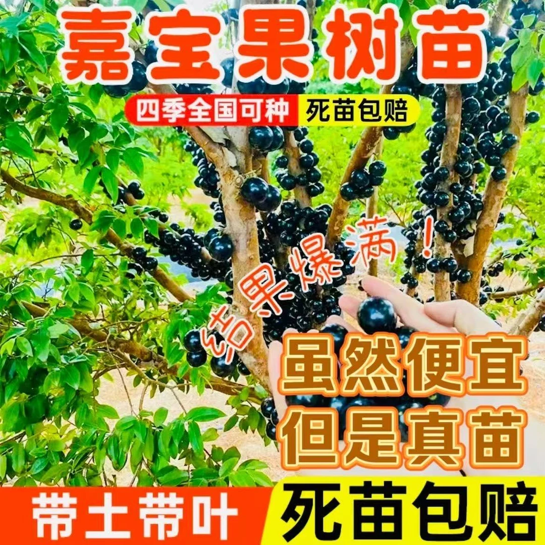 嘉宝果树葡萄四季嘉宝果葡萄树苗沙巴嘉宝果艾斯卡可种植庭院地栽