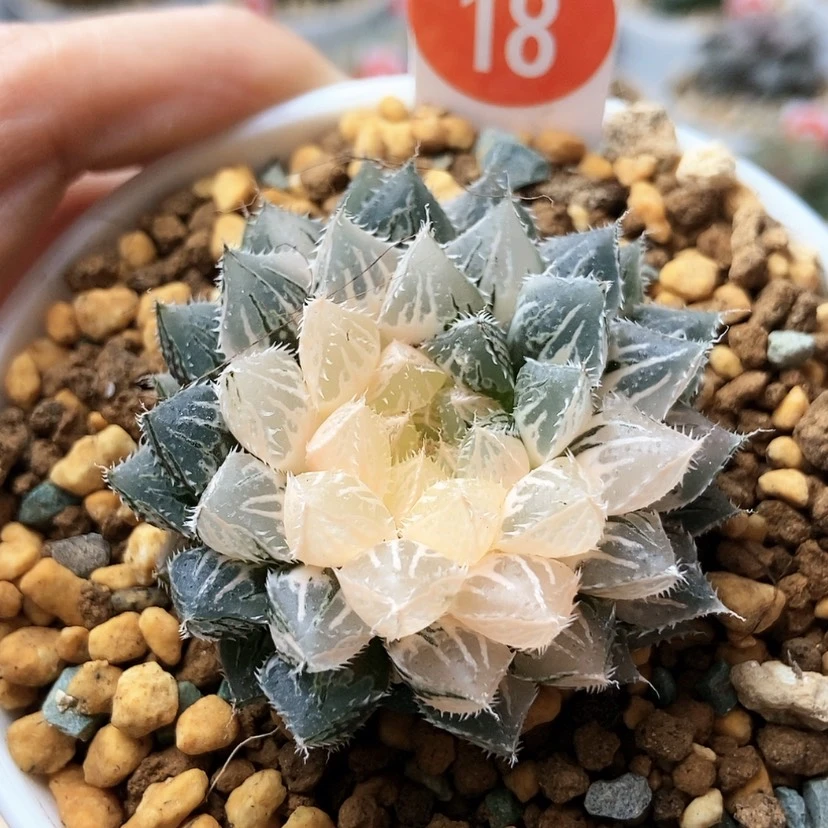 【闪购商品】楼兰锦18