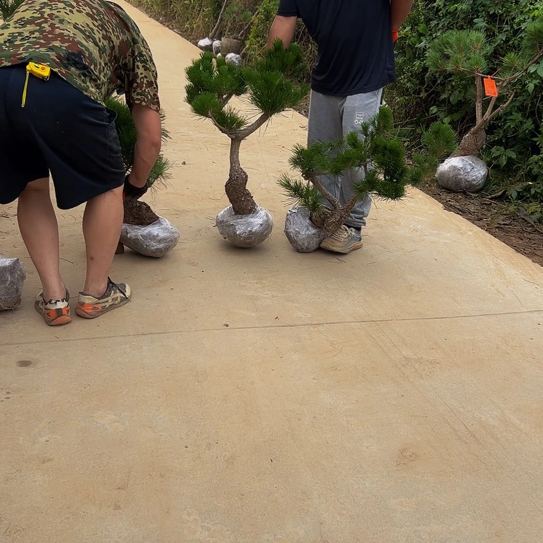 无花朵用****98888888888888