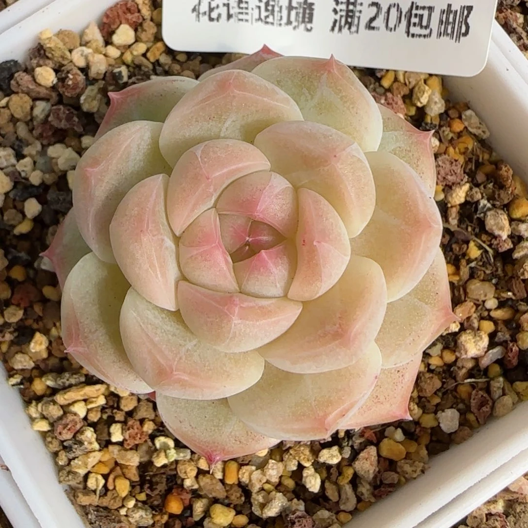 花语逸境0211-303