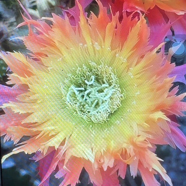 112 侧芽5公分左右毛花柱