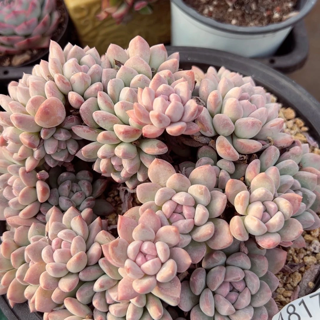 幸运的是我的朋友们