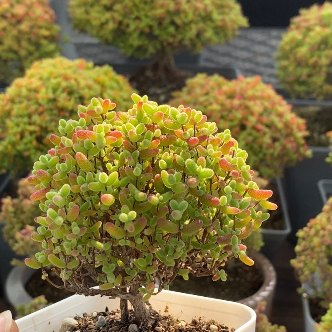 蜜橘糖球1923枝干番杏