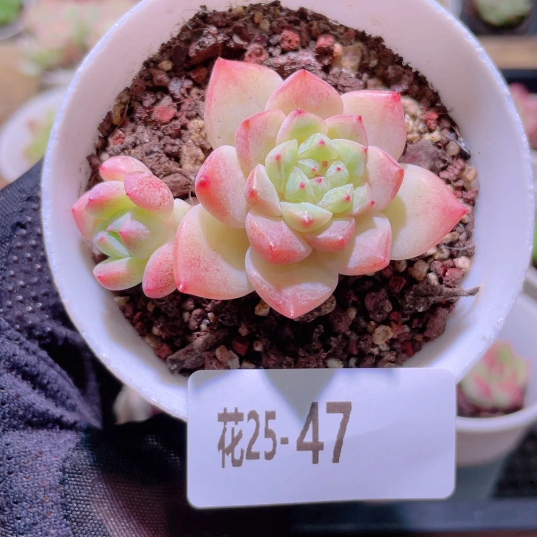 花利美25-47新品带仔