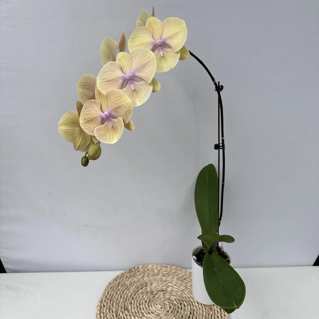 蝴蝶兰【黄金满堂】奶油黄 新品种 圆润大舌头 花卉绿植 乔迁送礼1